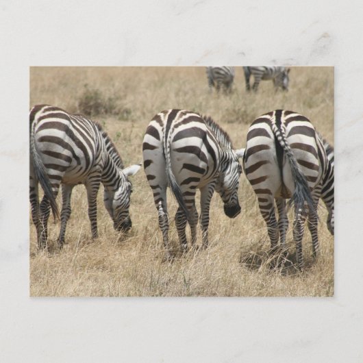 zebra briefkaart (Voorkant)