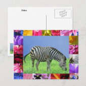 Zebra Briefkaart (Voorkant / Achterkant)