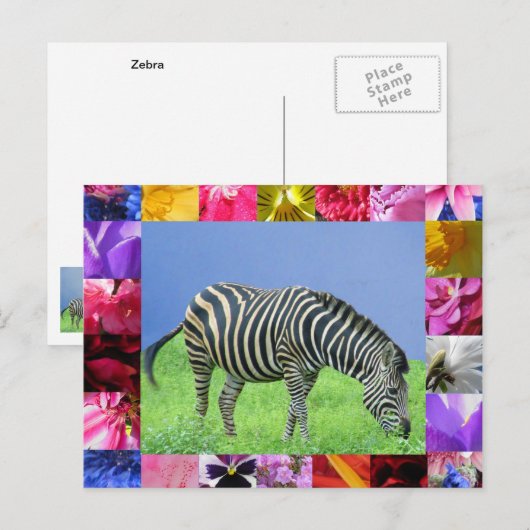 Zebra Briefkaart (Voorkant / Achterkant)