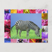 Zebra Briefkaart (Voorkant)