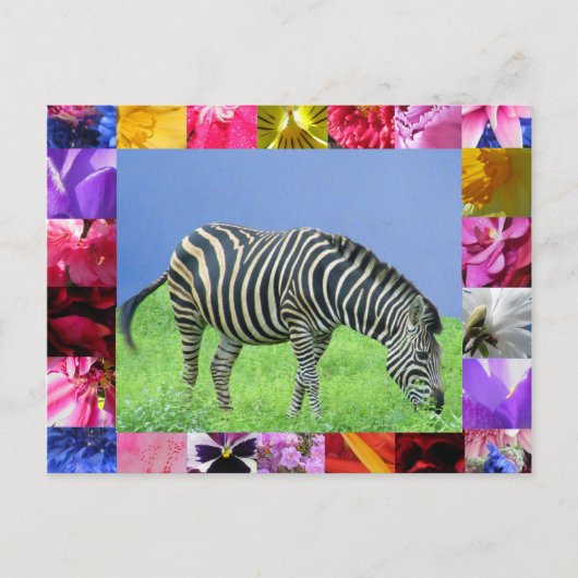 Zebra Briefkaart (Voorkant)
