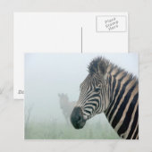 Zebra Briefkaart (Voorkant / Achterkant)