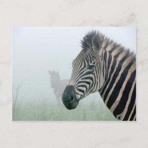 Zebra Briefkaart