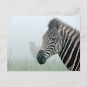Zebra Briefkaart (Voorkant)