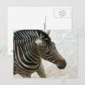 Zebra Briefkaart (Voorkant / Achterkant)
