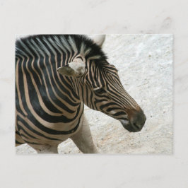 Zebra Briefkaart
