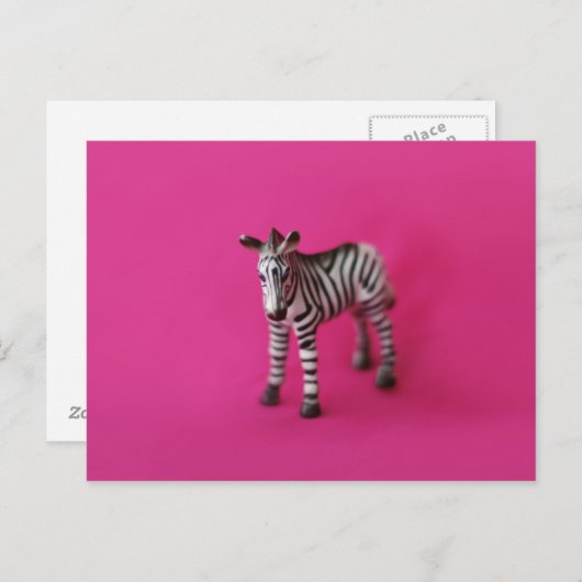 ZEBRA-Briefkaart Briefkaart (Voorkant / Achterkant)