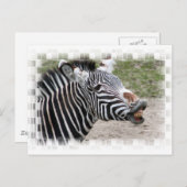 Zebra Briefkaart glimlachen (Voorkant / Achterkant)