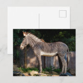 Zebra-Briefkaart van Grevy Briefkaart (Voorkant / Achterkant)