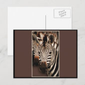 ZEBRA - BRIEFKAARTEN (Voorkant / Achterkant)