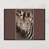 ZEBRA - BRIEFKAARTEN (Voorkant)