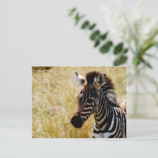 Zebra briefkaarten van wilde dieren (Staand voorkant)