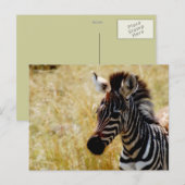 Zebra briefkaarten van wilde dieren (Voorkant / Achterkant)