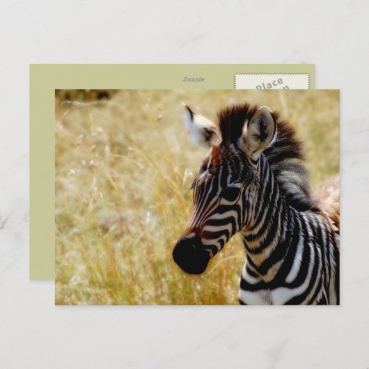 Zebra briefkaarten van wilde dieren (Voorkant / Achterkant)