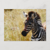 Zebra briefkaarten van wilde dieren (Voorkant)