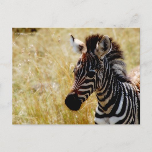 Zebra briefkaarten van wilde dieren (Voorkant)