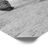 Zebra Buddies Poster (Hoek)