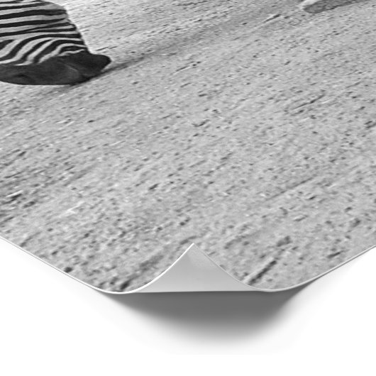 Zebra Buddies Poster (Hoek)