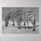 Zebra Buddies Poster (Voorkant)