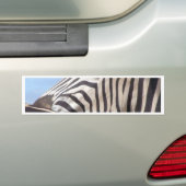 Zebra Bumpersticker (Op auto)