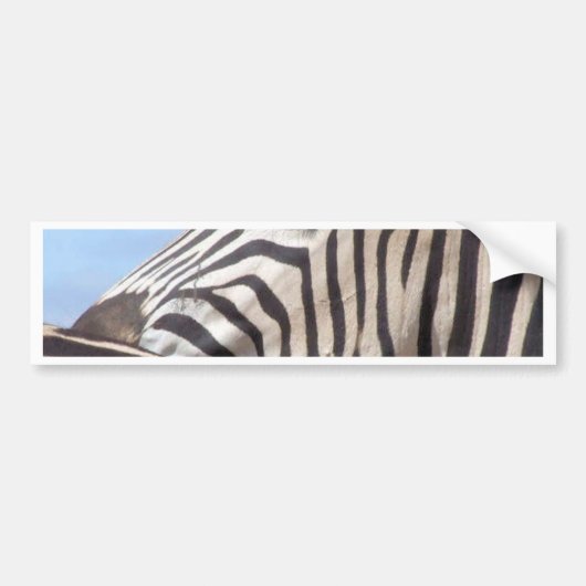 Zebra Bumpersticker (Voorkant)