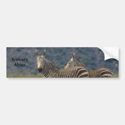 Zebra Bumpersticker (Voorkant)