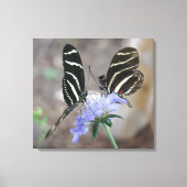 Zebra Butterflies! Canvas Afdruk (Voorkant)