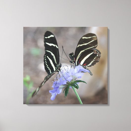 Zebra Butterflies! Canvas Afdruk (Voorkant)