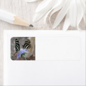 Zebra Butterflies Etiket (Insitu)