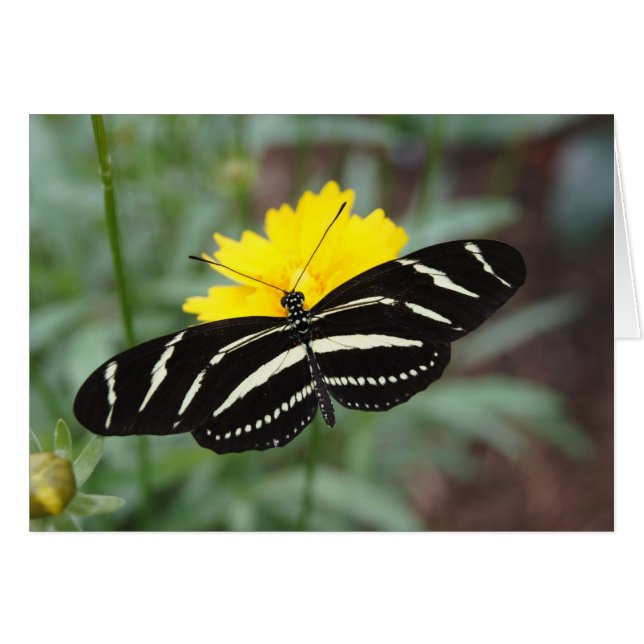 Zebra Butterfly (Voorkant Horizontaal)