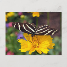Zebra Butterfly Beauty Briefkaart