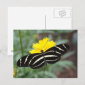Zebra Butterfly Beauty II Briefkaart (Voorkant / Achterkant)