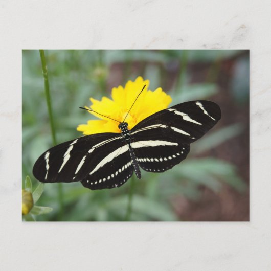 Zebra Butterfly Beauty II Briefkaart (Voorkant)