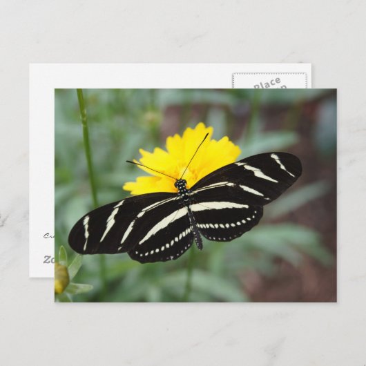 Zebra Butterfly Briefkaart (Voorkant / Achterkant)
