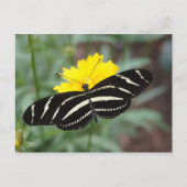 Zebra Butterfly Briefkaart (Voorkant)