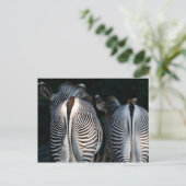 Zebra Butts Funny Wildlife Briefkaart (Staand voorkant)