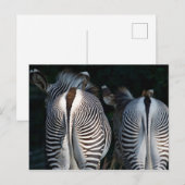 Zebra Butts Funny Wildlife Briefkaart (Voorkant / Achterkant)