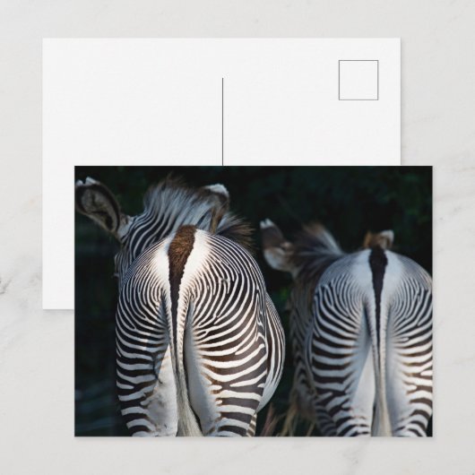 Zebra Butts Funny Wildlife Briefkaart (Voorkant / Achterkant)