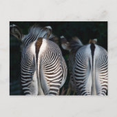 Zebra Butts Funny Wildlife Briefkaart (Voorkant)