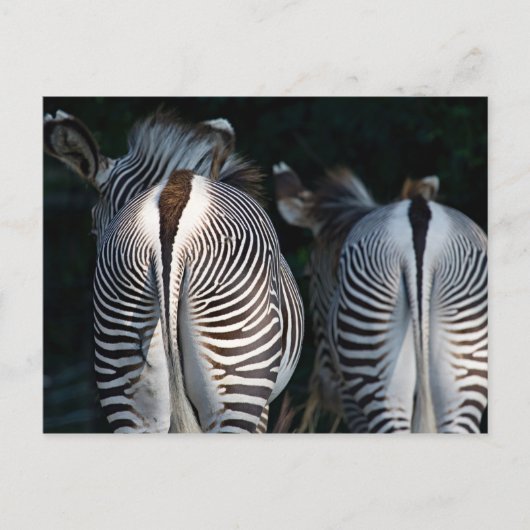 Zebra Butts Funny Wildlife Briefkaart (Voorkant)
