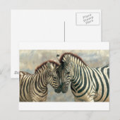 zebra-clip-art-3 briefkaart (Voorkant / Achterkant)