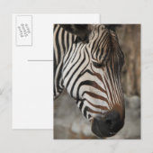Zebra, close-up briefkaart (Voorkant / Achterkant)