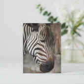 Zebra, close-up briefkaart (Staand voorkant)