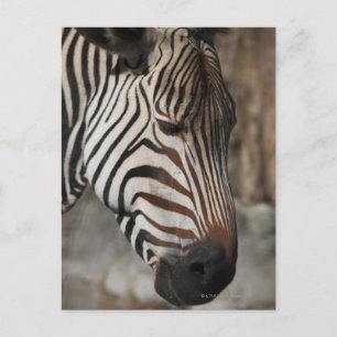 Zebra, close-up briefkaart