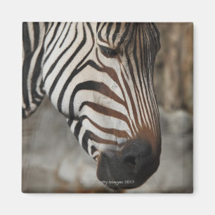 Zebra, close-up magneet