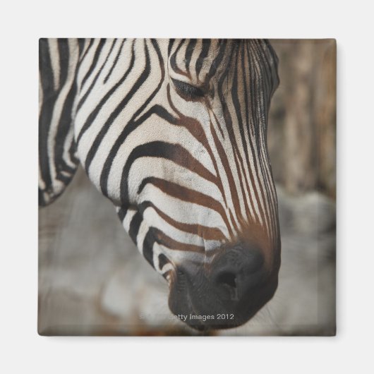 Zebra, close-up magneet (Voorkant)