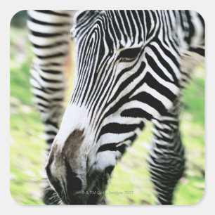 Zebra, close-up, selectieve focus vierkante sticker