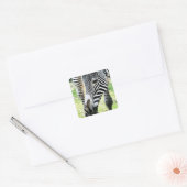 Zebra, close-up, selectieve focus vierkante sticker (Envelop)