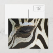 Zebra, close-up van oog briefkaart (Voorkant / Achterkant)