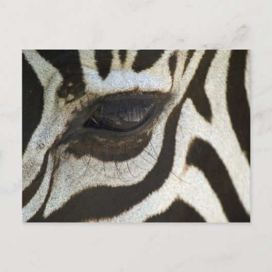 Zebra, close-up van oog briefkaart (Voorkant)